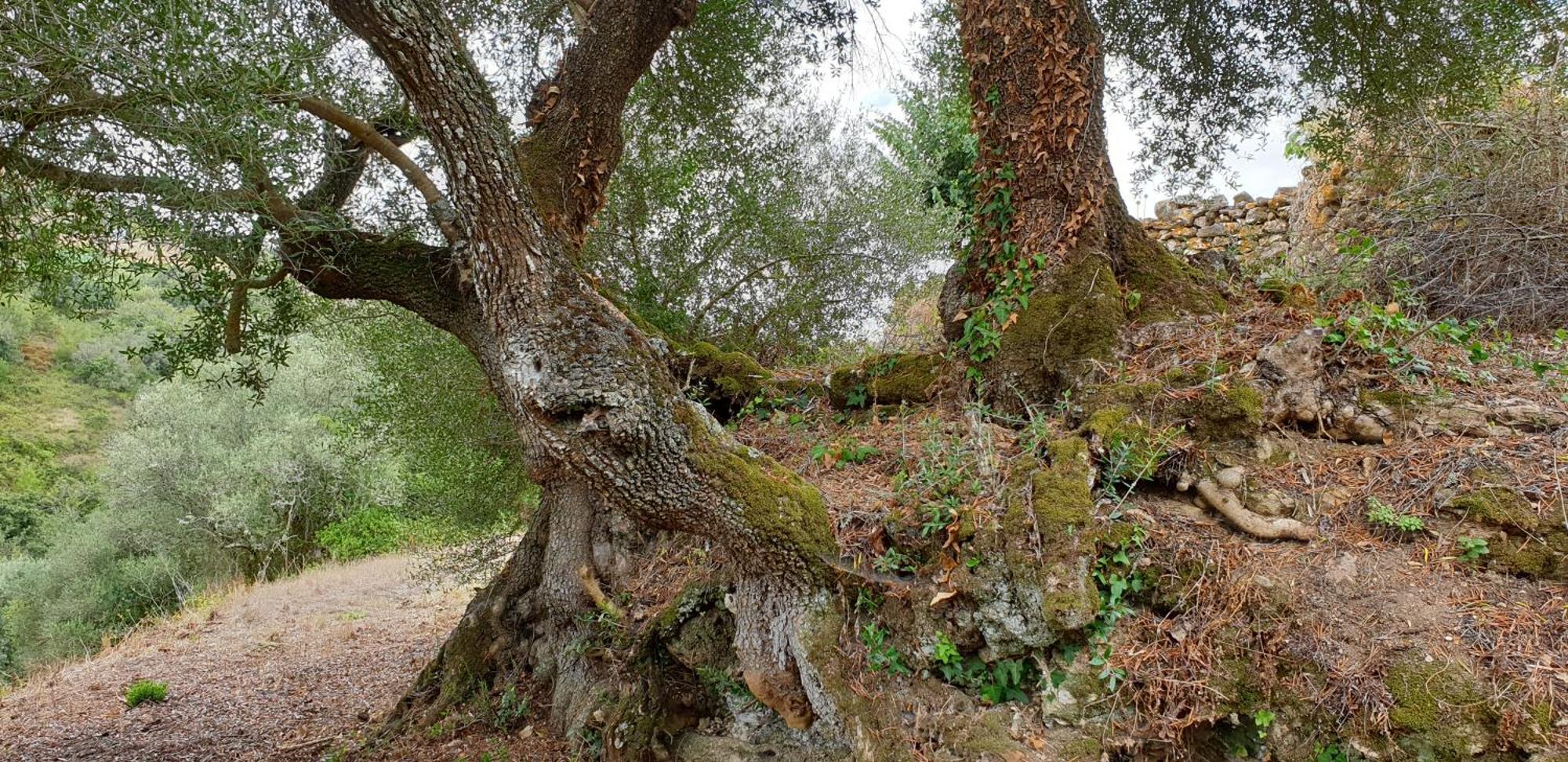 Casa Das Janelinhas - Cottage Near Sintra, Mafra, Ericeira Exteriér fotografie