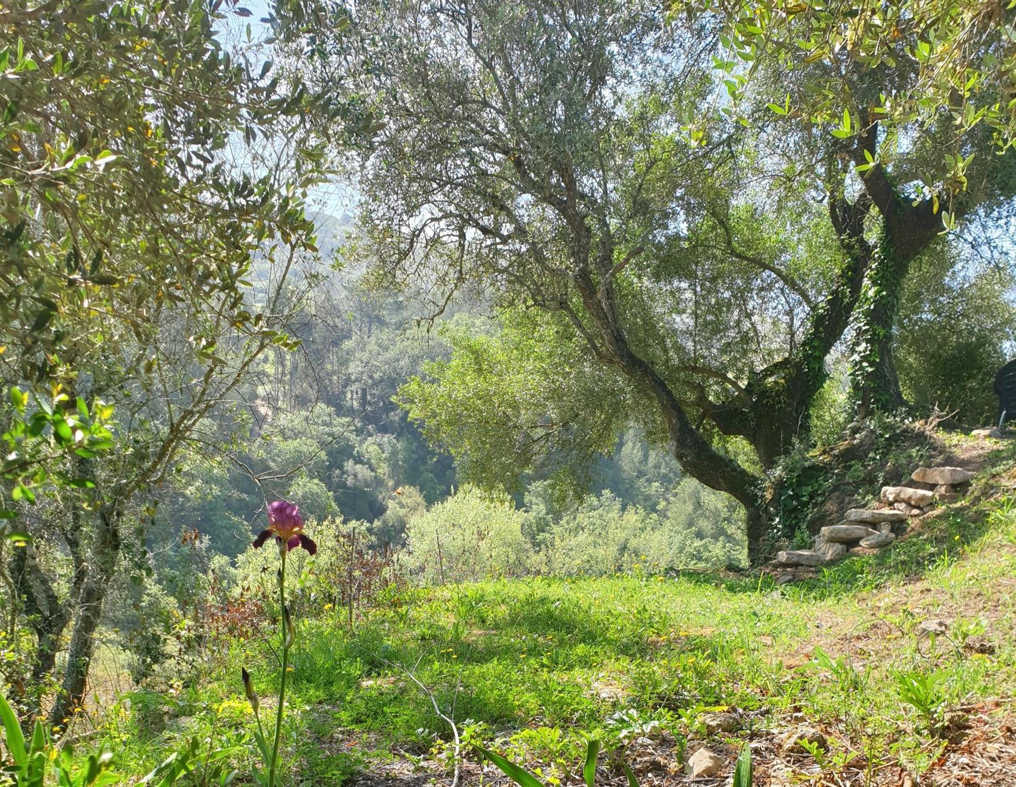 Casa Das Janelinhas - Cottage Near Sintra, Mafra, Ericeira Exteriér fotografie